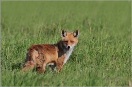 <p>LIŠKA OBECNÁ (Vulpes vulpes)</p>